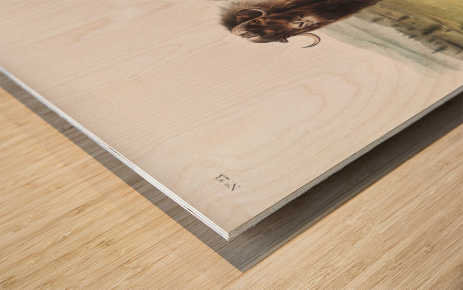 Musk Ox Ovibos moschatus  Wood print