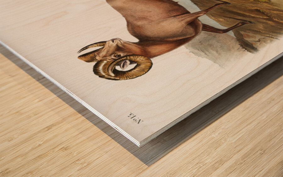 Rocky Mountain Sheep Ovis montana  Wood print