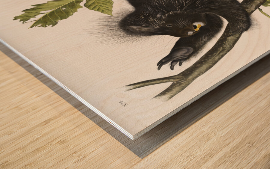 Canada Porcupine Nystrix dorsata  Wood print