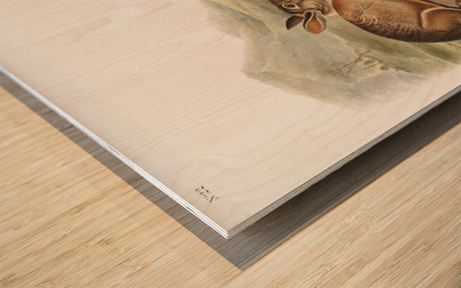 Hare Lepus Bachmani  Wood print