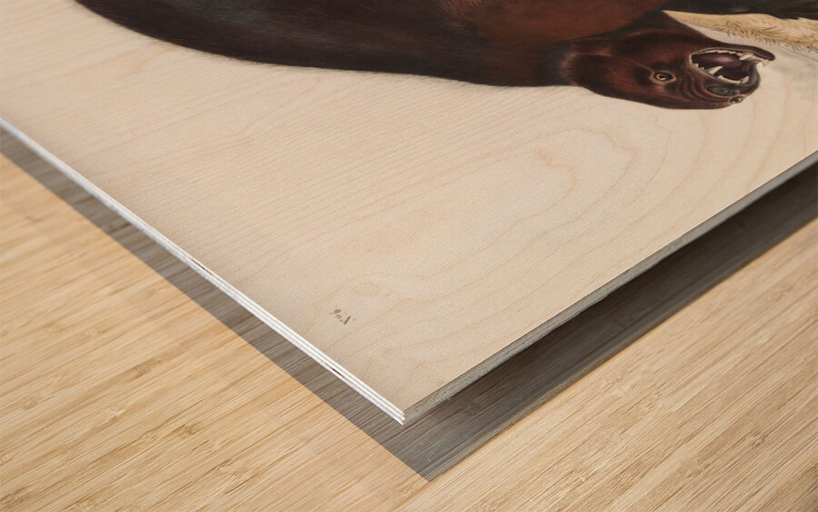 Wolverine Gulo luscus  Wood print