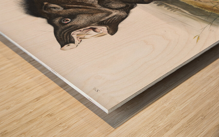 Collared Peccary Dycoteles torquatus  Wood print