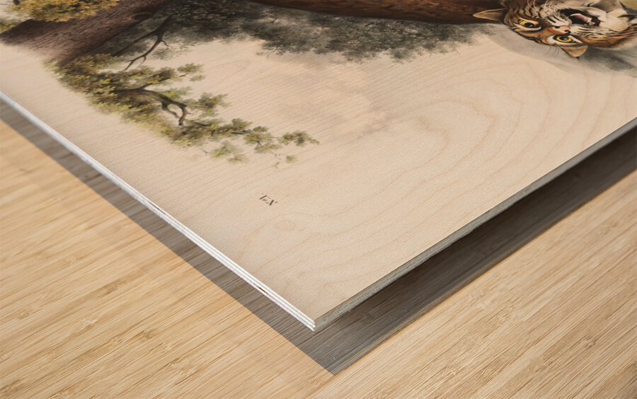 American wild cat Lynx rufus  Wood print