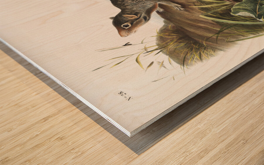 Large-tailed Spermophile Spermophilus macrourus  Wood print