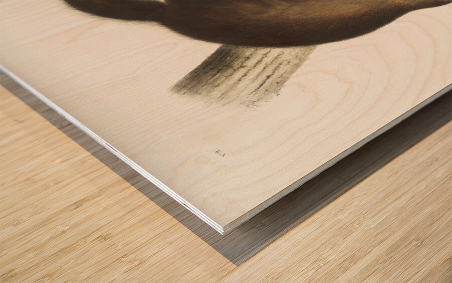 Marten Mustela Canadensis  Wood print