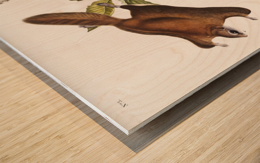 Cougar Felis concolor  Wood print