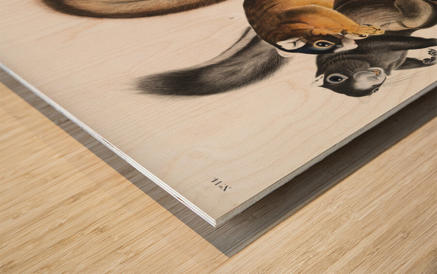 Fox Squirrel Sciurus capistratus  Wood print