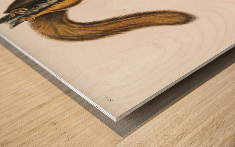 Cat Squirrel Sciurus cinereus  Wood print