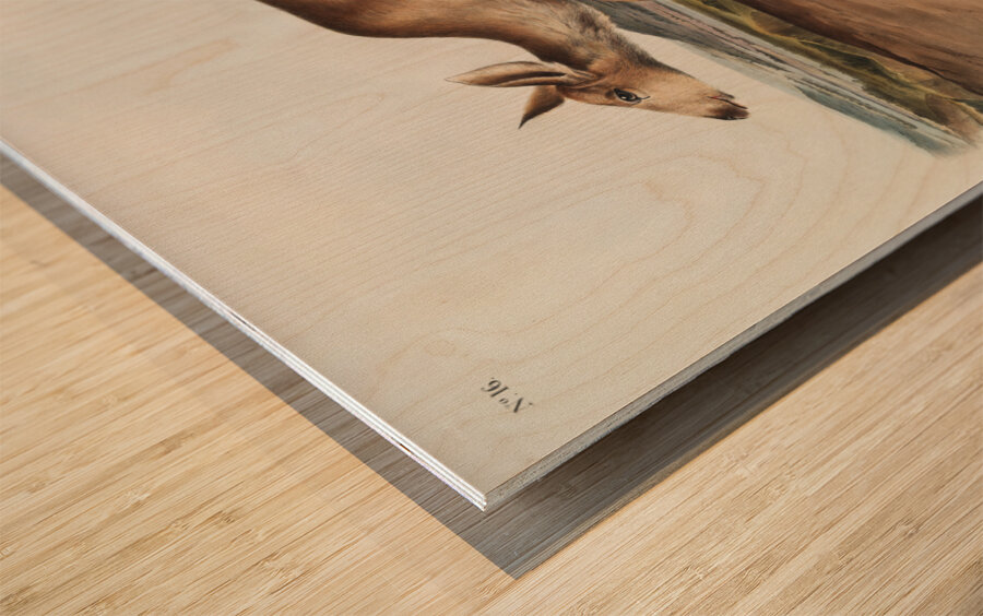 Black-tailed Deer Cervus macrotis  Wood print