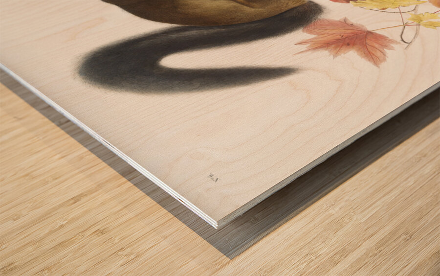 Long-haired Squirrel Sciurus longipilis  Wood print