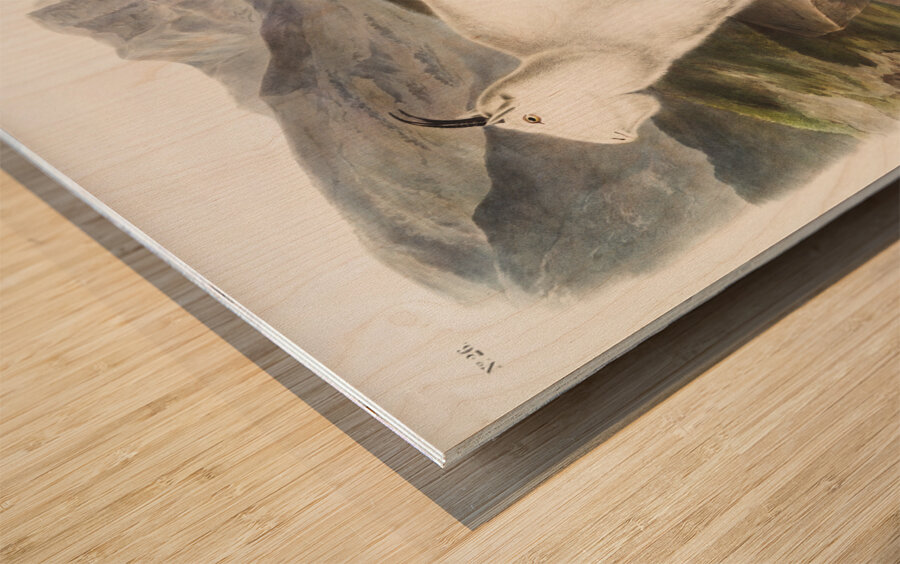 Tawny Weasel Putorius fuscus  Wood print