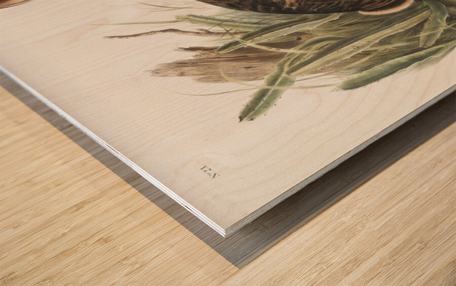 Californian Hare Lepus californicus  Wood print