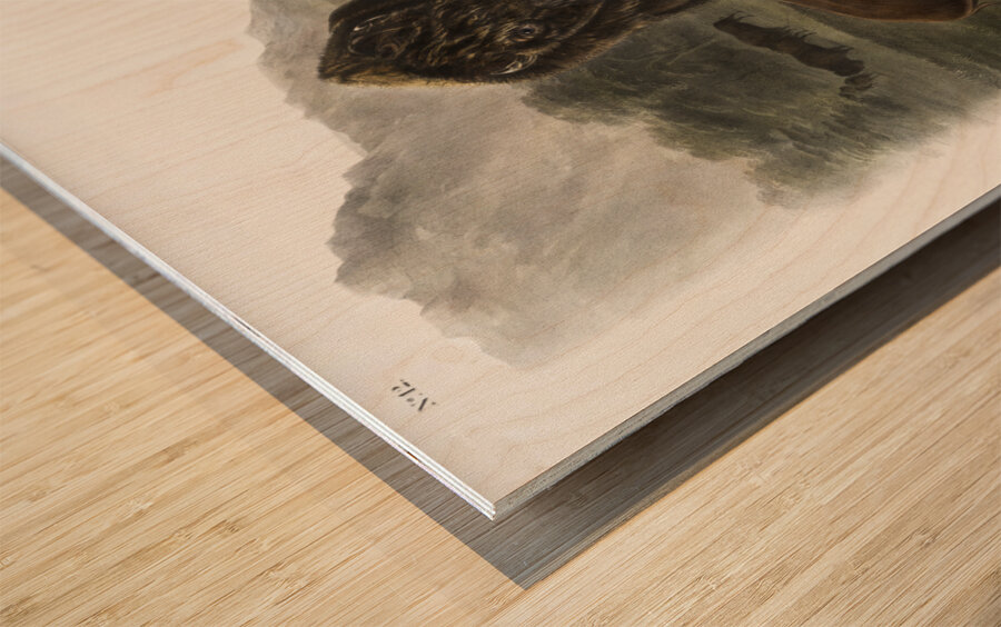 Californian Hare Lepus californicus  Wood print