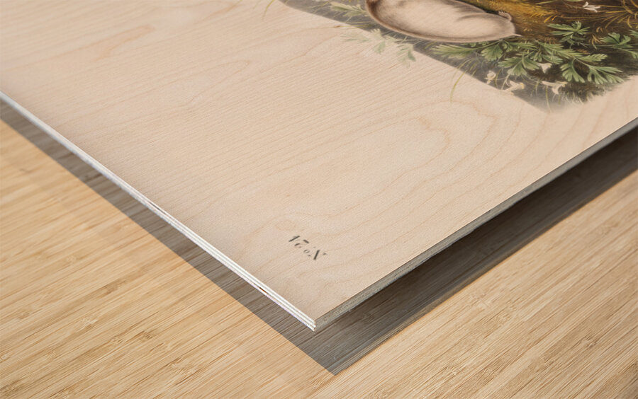 Hudson Bay Lemming Myodes Hudsonius  Wood print