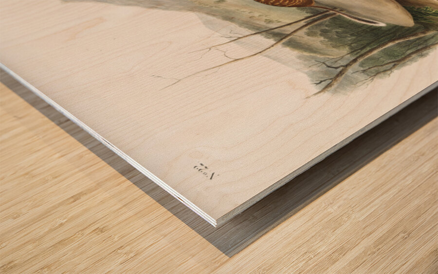 California Marmot Squirrel Spermophilus spilosoma  Wood print