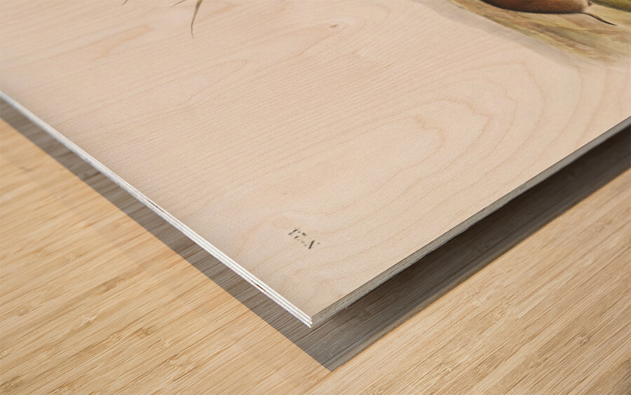 Yellow cheeked Meadow Mouse Arvicola xanthognathus  Wood print