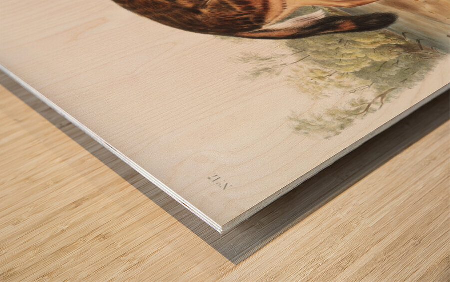 Red Texan Wolf Canis lupus  Wood print