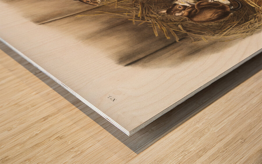 Black Rat Mus Rattus et var  Wood print