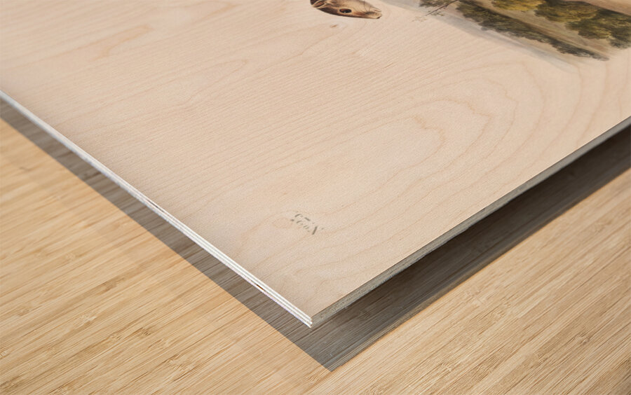 Mexican Marmot Squirrel Spermophilus Mexicanus  Wood print