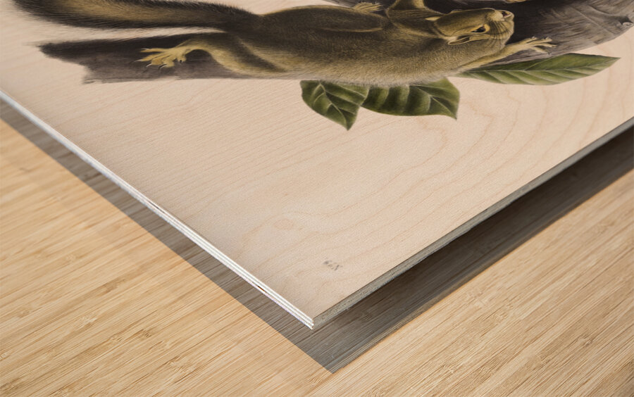 Hare Squirrel Sciurus leporinus  Wood print