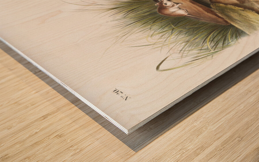 Missouri Mouse Mus missouriensis  Wood print