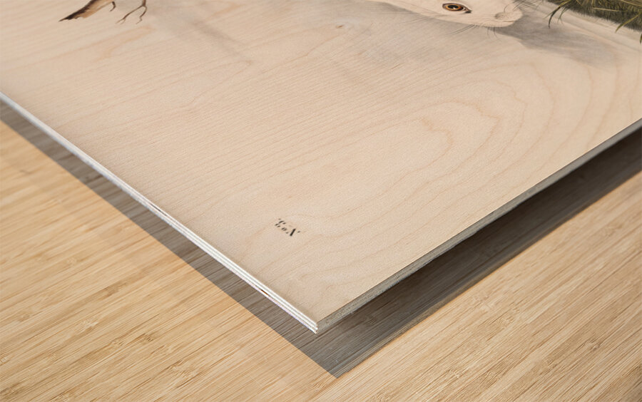 Northern Hare in winter Lepus Americanus  Wood print