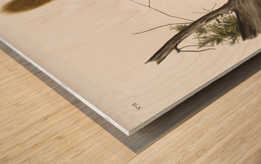 Red-tailed Squirrel Sciurus rubricaudatus  Wood print