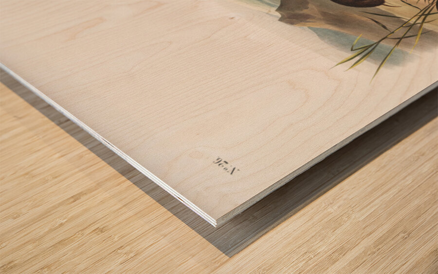 Northern Meadow-Mouse Arvicola borealis  Wood print