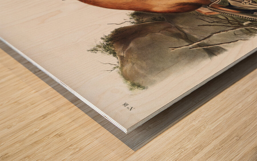 American Red-Fox Vulpes Fulvus  Wood print