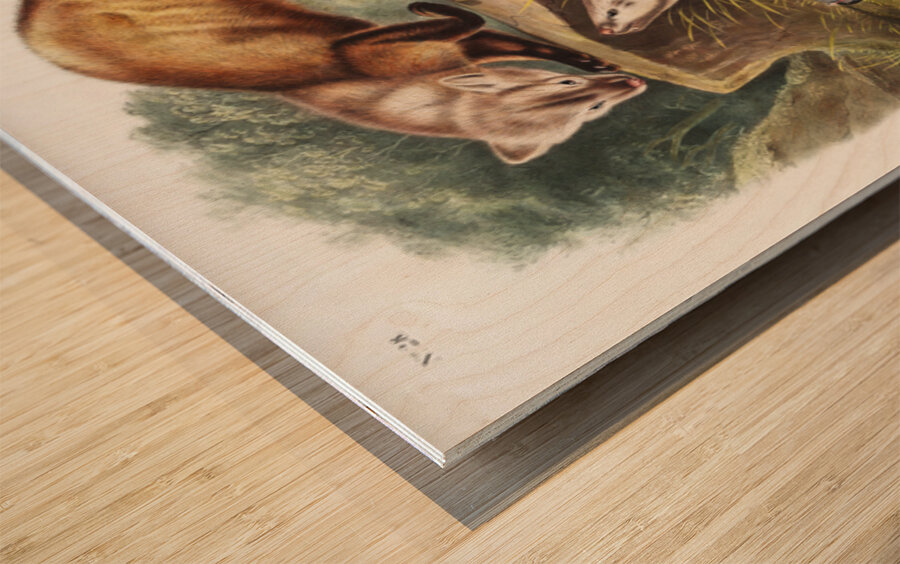 Pine Marten Mustela martes  Wood print