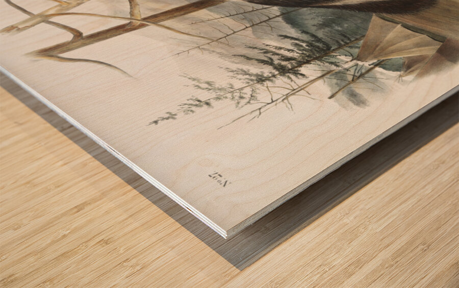 Hare-Indian Dog Canis familiaris  Wood print