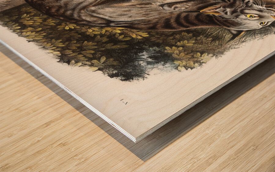 Canada Lynx Lynx Canadensis  Wood print