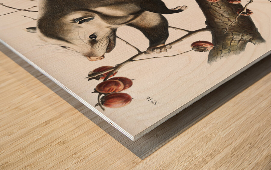 Virginian Opossum Didelphis Virginiana  Wood print