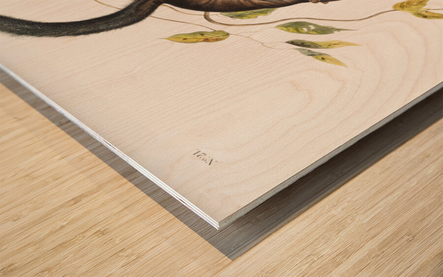 Collies Squirrel Sciurus colliaei  Wood print