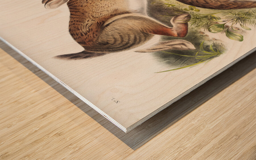 Grey Rabbit Lepus Sylvaticus  Wood print