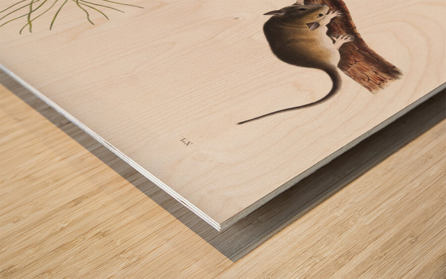 Florida Rat Neotoma Floridana  Wood print