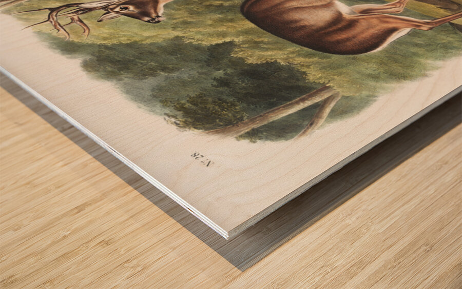 Deer or Virginian Deer Cervus Virginianus  Wood print