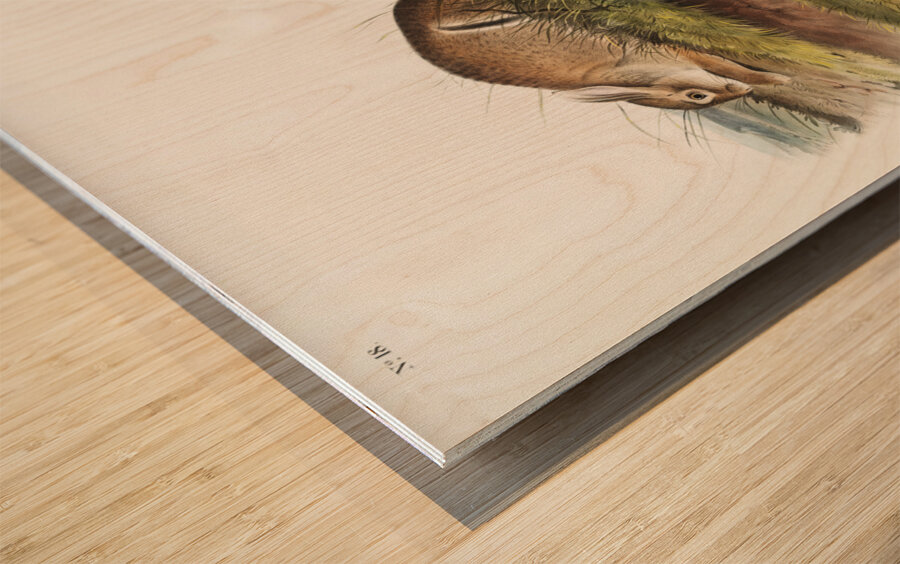 Warm Wood Hare Lepus artemesia  Wood print