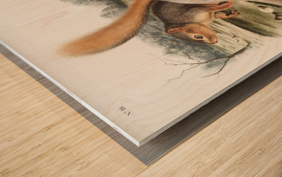 Squirrel Sciurus Sayi  Wood print