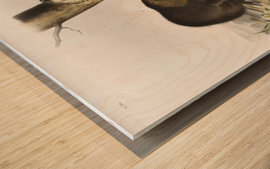 American Beaver Castor fiber Americanus  Wood print