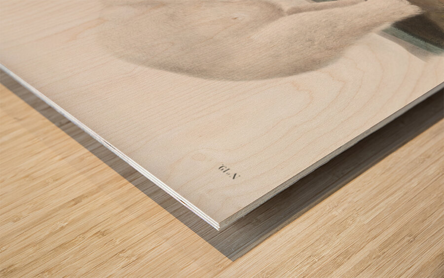 American Beaver Castor fiber Americanus  Wood print