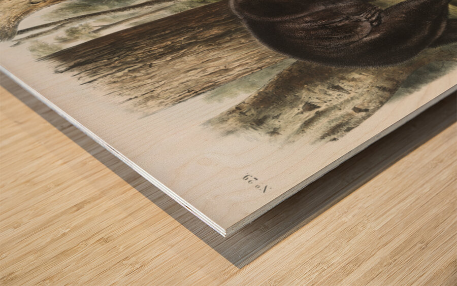 Rocky Mountain Hare Lepus Townsendii  Wood print