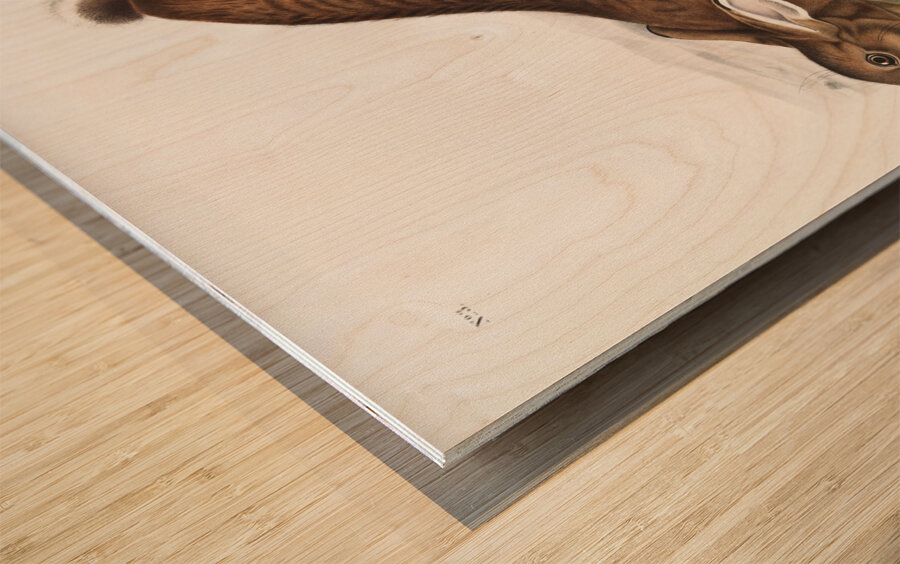 Northern Hare Lepus Americanus  Wood print