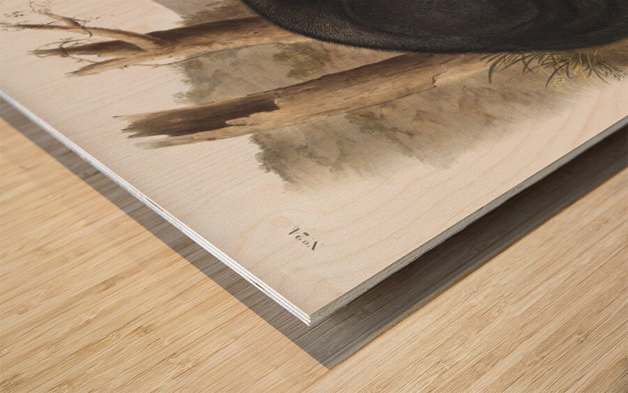 American Black or Silver Fox Vulpes fulvus  Wood print