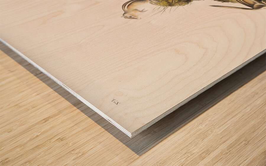 Four-striped Ground Squirrel Tamias quadrivitatus  Wood print