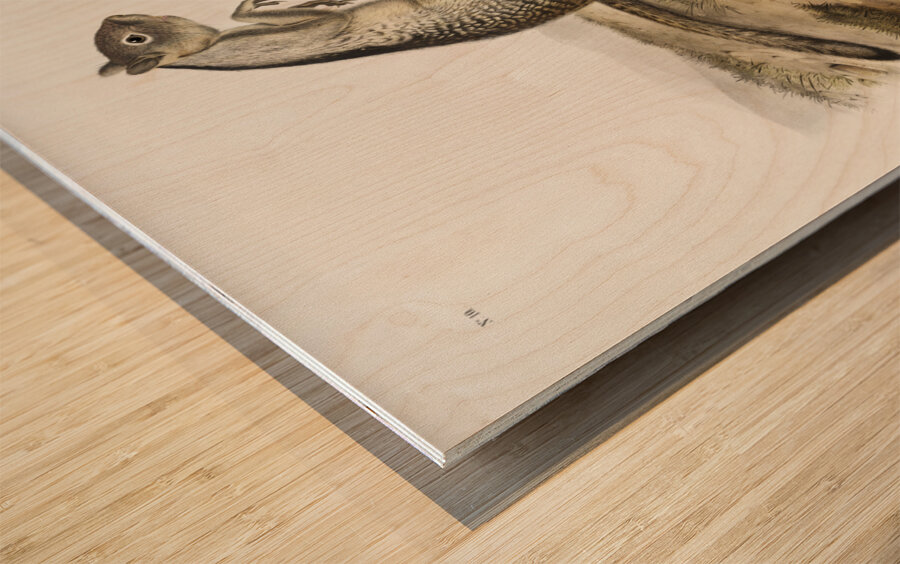 Spermophile Spermophilus Douglassii  Wood print