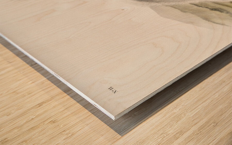 Texan Skunk Mephitis mesoleuca  Wood print