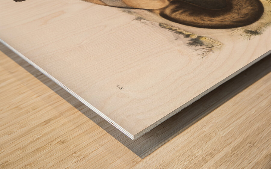 American Cross-Fox Canis vulpes  Wood print