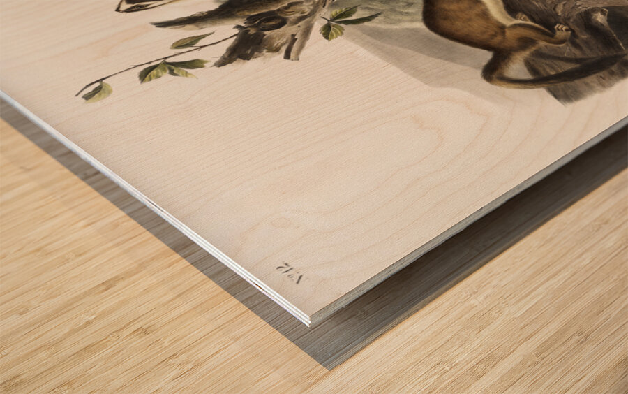 Bridled Weasel Putorius frenata  Wood print