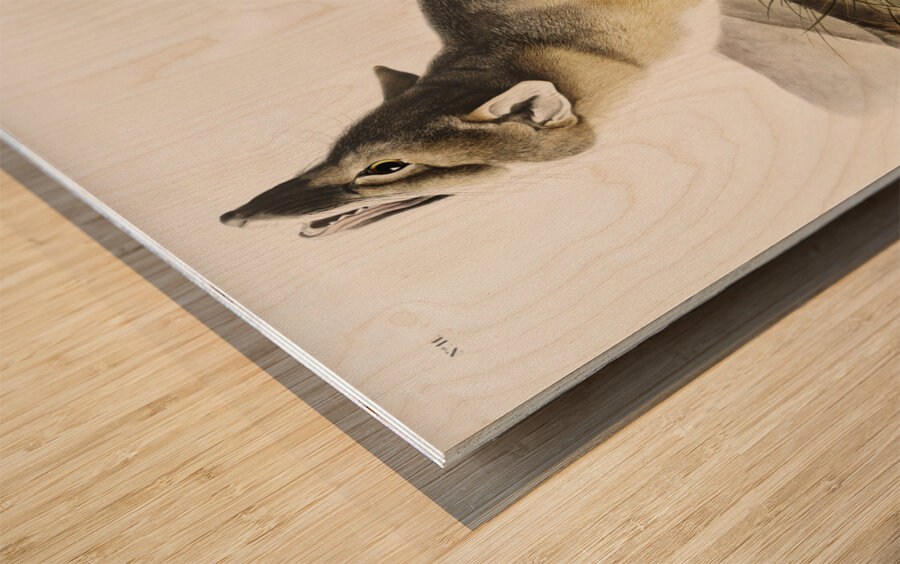 Swift Fox Vulpes velox  Wood print